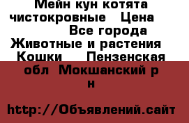 Мейн-кун котята чистокровные › Цена ­ 25 000 - Все города Животные и растения » Кошки   . Пензенская обл.,Мокшанский р-н
